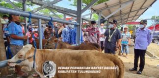 Marsono bersama Bupati Maryoto Birowo dan Wabup Gatut Sunu Wibowo melihat sapi yang diperjual-belikan di PHT, Rabu (22/12)